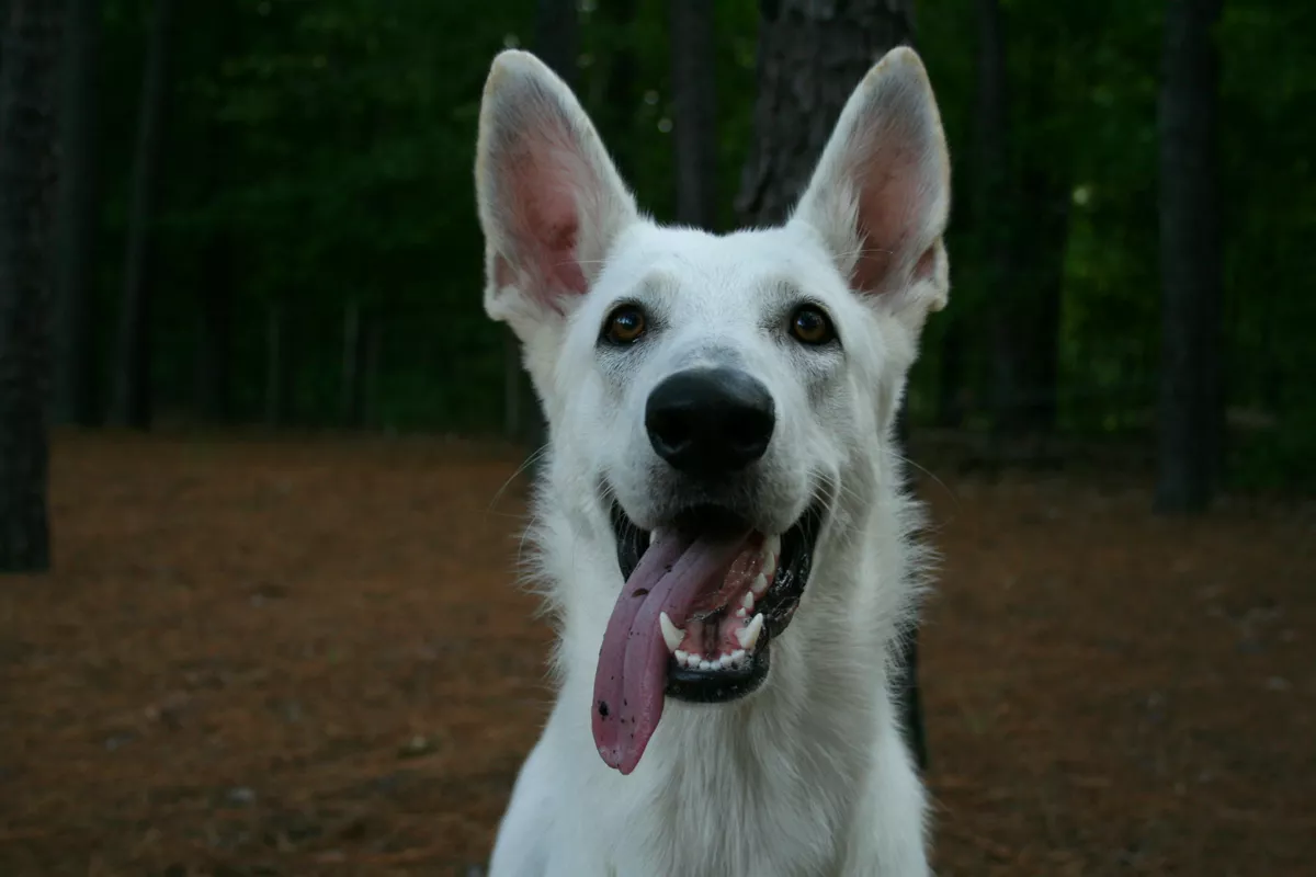A young white German Shepherd, tongue out, looking warmly toward the camera